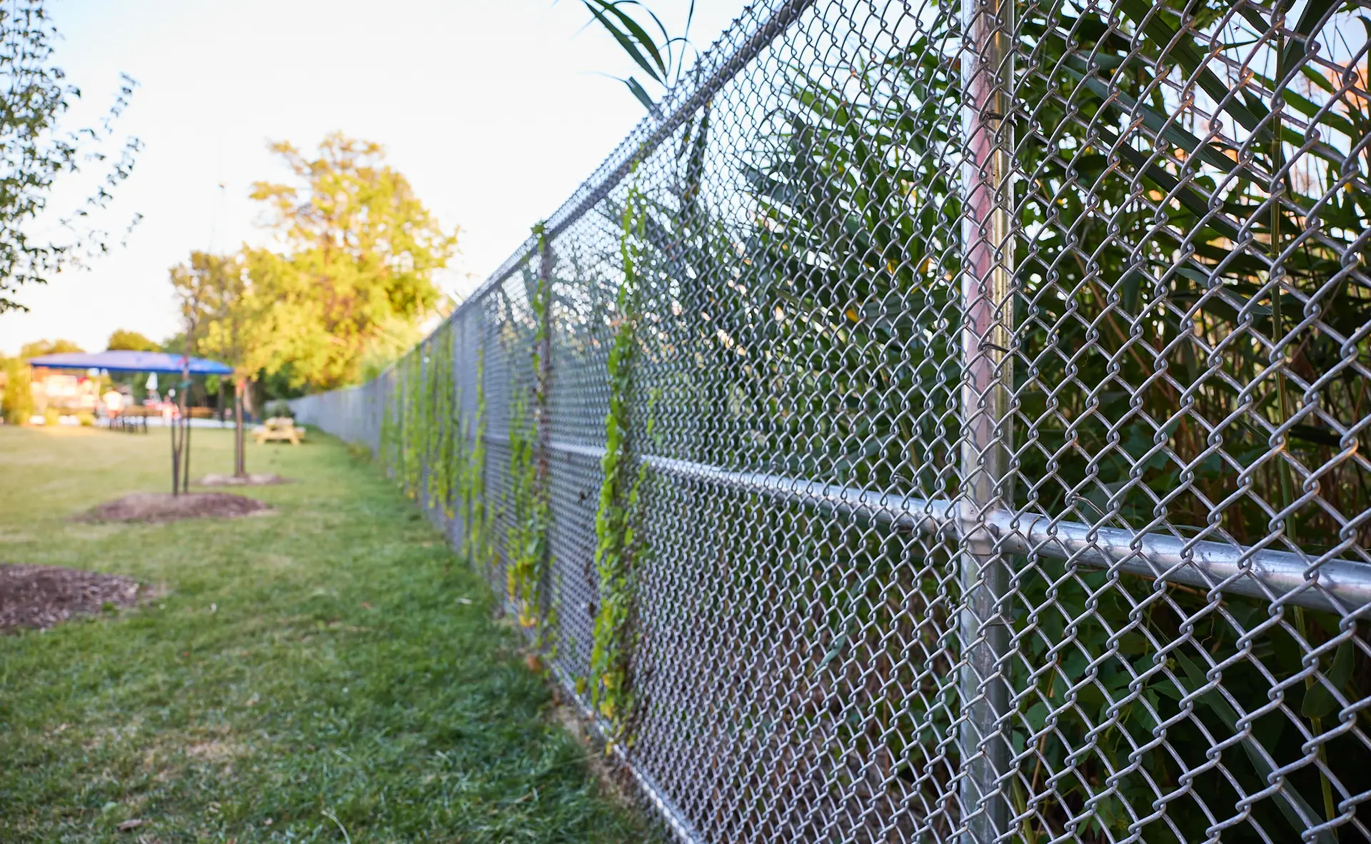 Inter Clôtures Sentinelle A chain-link fence runs alongside grass and tall plants, separating two outdoor areas on a sunny day. Fence Installation Quebec